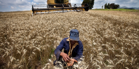 Aïn Defla : Une production prévisionnelle de plus de 2 millions de qx de céréales.