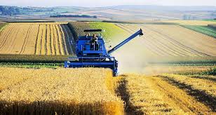 Rendement céréalier très faible en Algérie: Les raisons d’un déficit