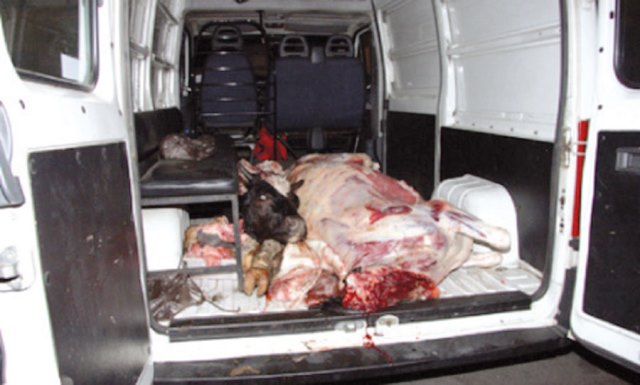 Guelma Inquiétante ampleur de l’abattage clandestin