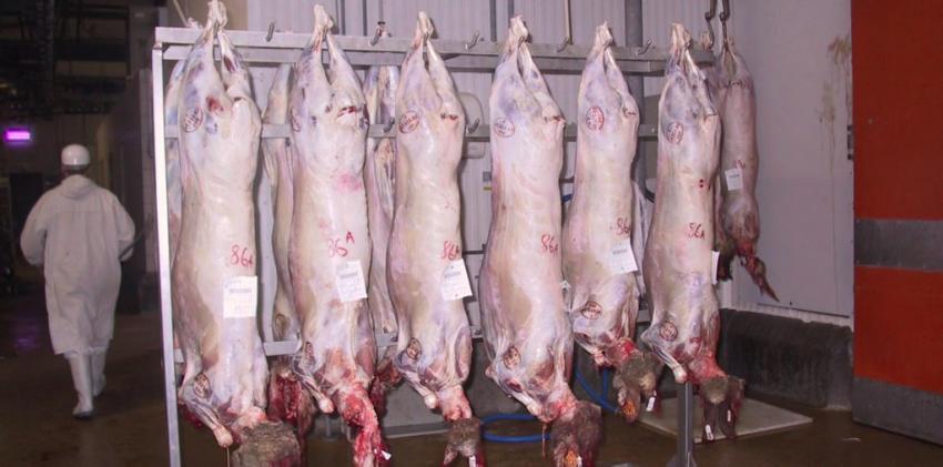Hussein-Dey: Les travailleurs s’opposent à la fermeture de l’abattoir de Ruisseau