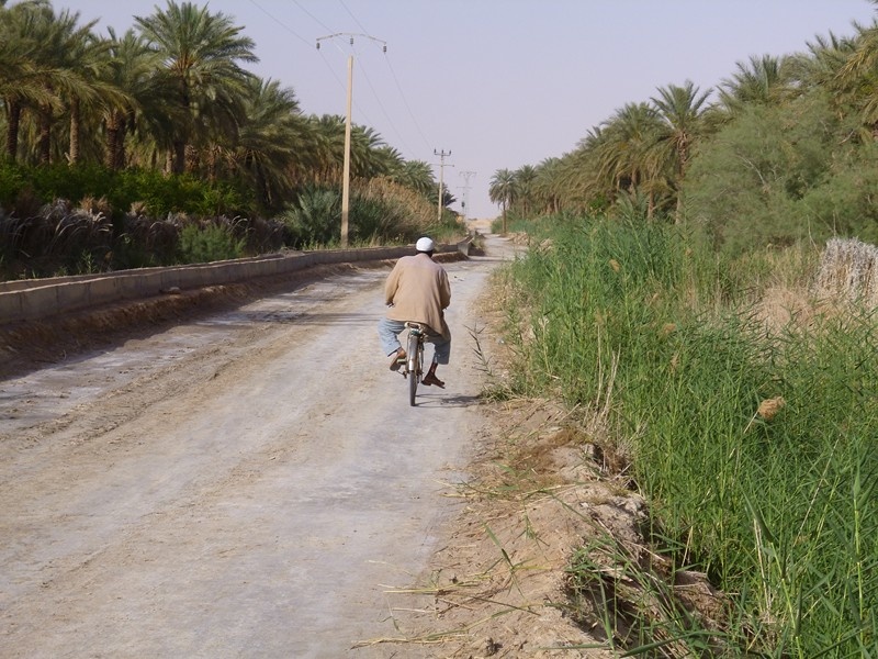 Touggourt: Un arbre tue un septuagénaire