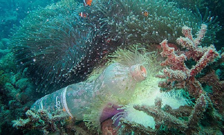 Oran / Colloque international sur la biodiversité marine et l’écosystème : Les chercheurs tirent la sonnette d’alarme