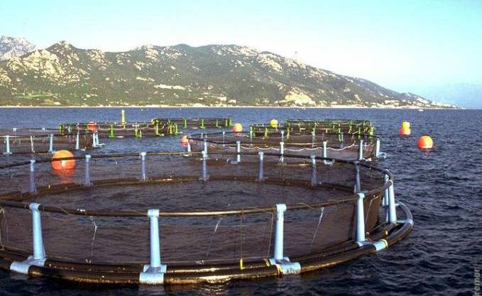 Secteur De La Pêche A Beni-Saf : L’expertise sud–coréenne à la rescousse