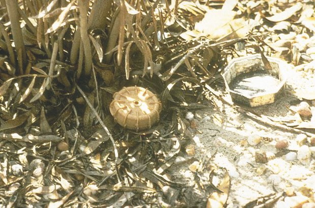 Une bombe de fabrication artisanale désamorcée à Sidi Bel-Abbès