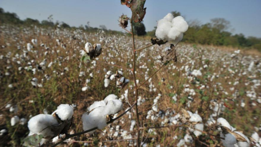 L’Algérie produira 20 millions de tonnes de coton
