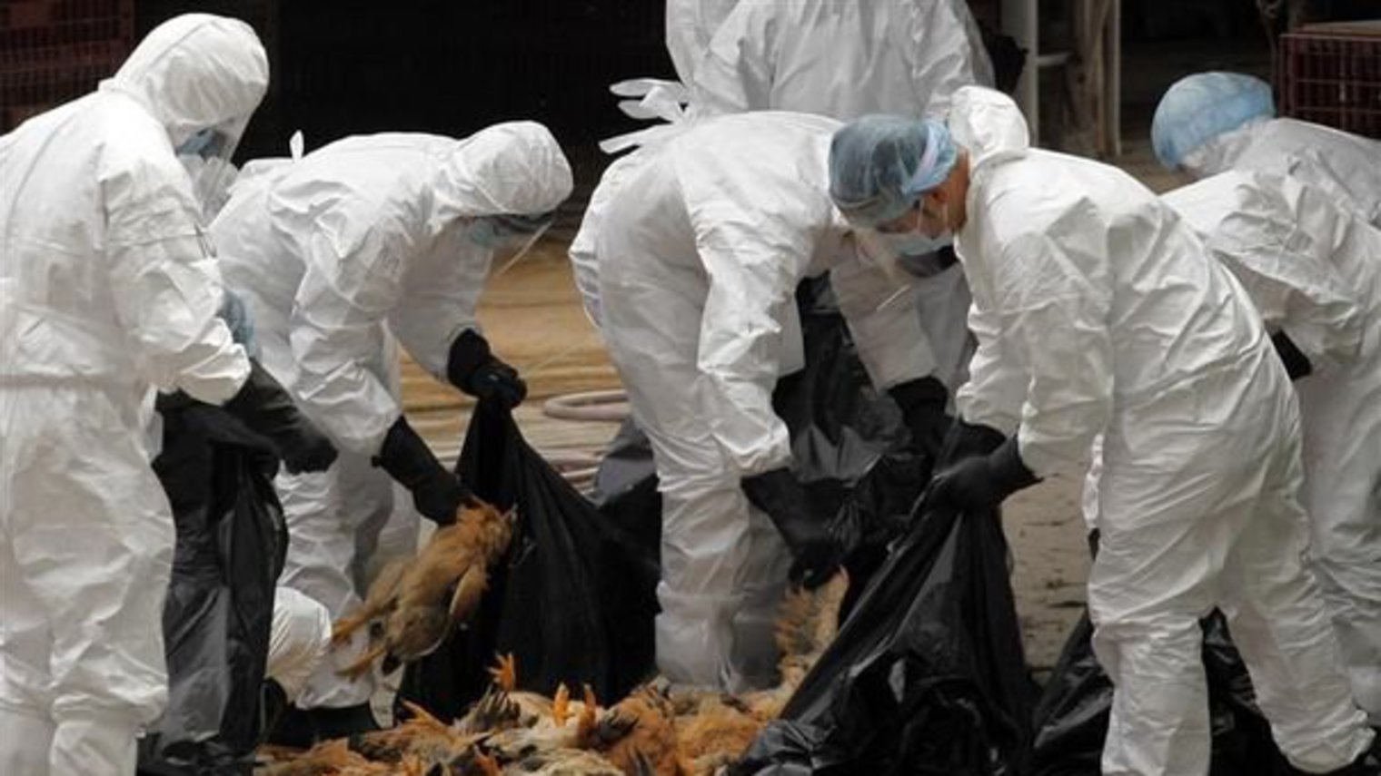 Alerte! grippe aviaire chez des oiseaux migrateurs en Algérie