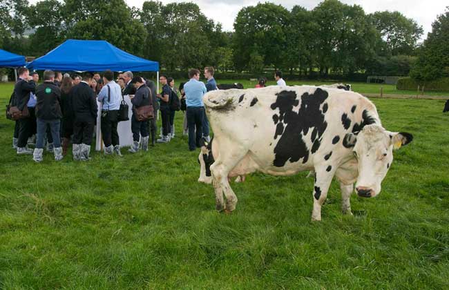 L’Irlande veut des parts dans le marché de la viande rouge en Algérie