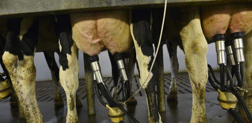 Régression de la quantité collectées de lait dans la wilaya de Batna