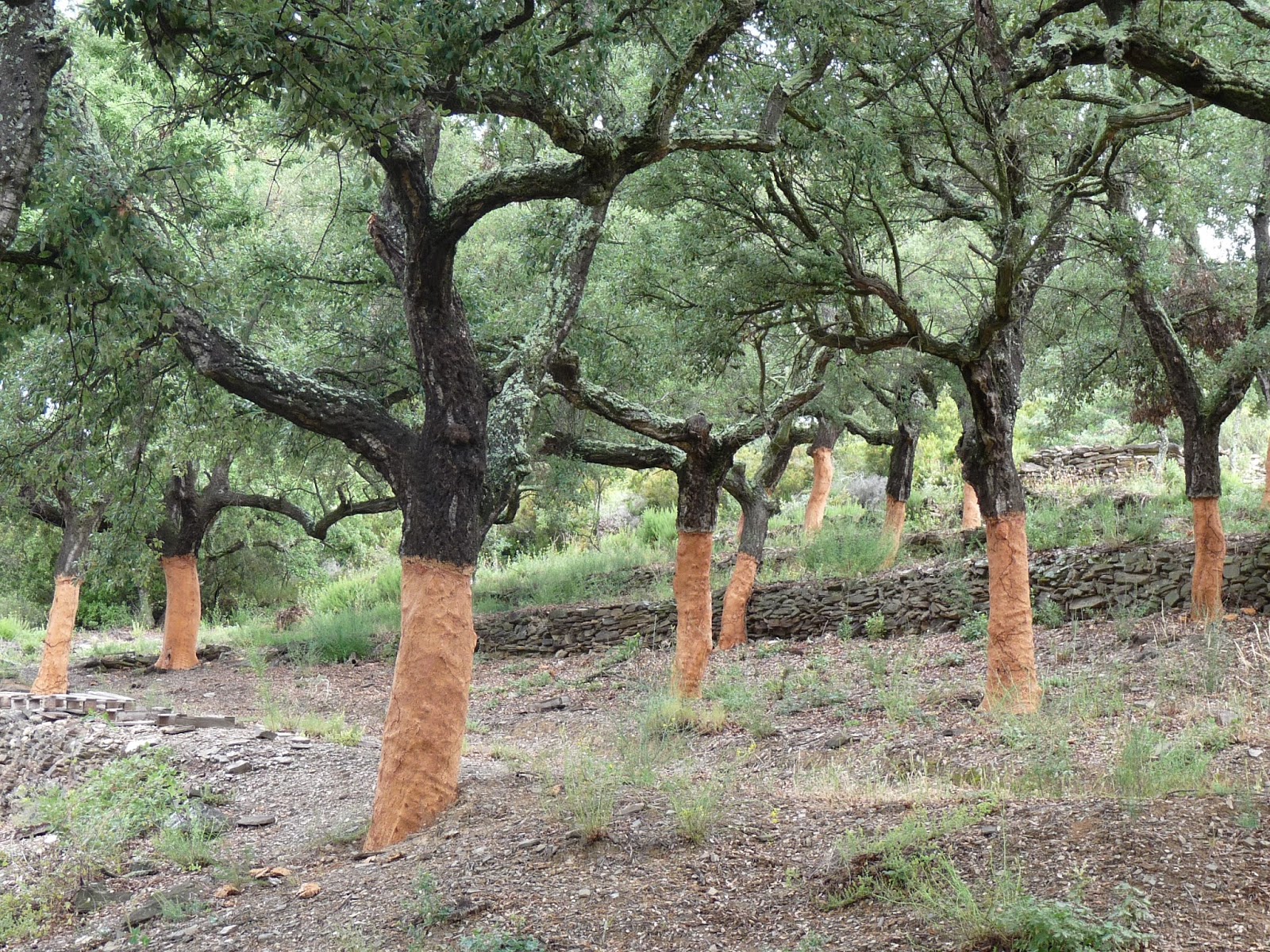 M. Abdelmalek Abdelfattah, directeur général des forêts : « Nous produisons 40.000 quintaux de liège par an et ambitionnons d’atteindre les 200.000 »
