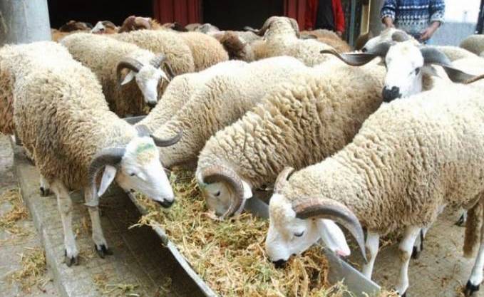 Aïd El Adha : Le prix du mouton dépassera les 40 000 DA