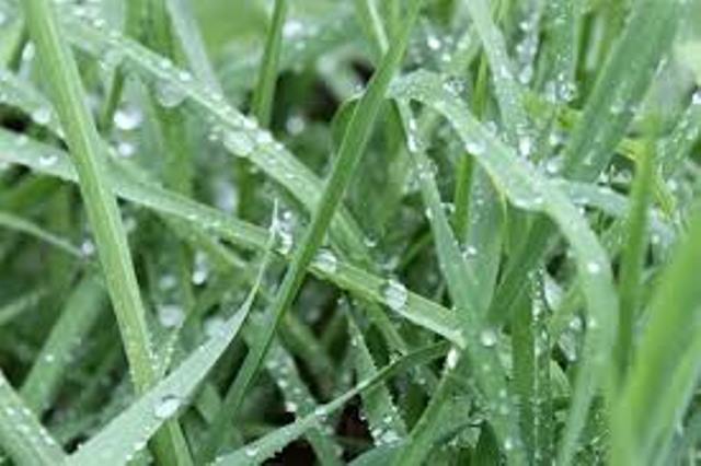 Campagne labours-semailles Les agriculteurs satisfaits des premières pluies