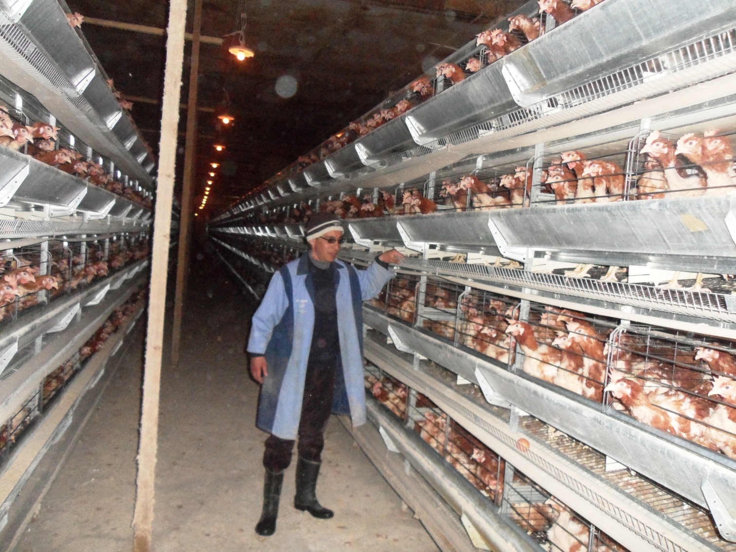 Volailles: Le Koweït décrète un embargo sur la production algérienne