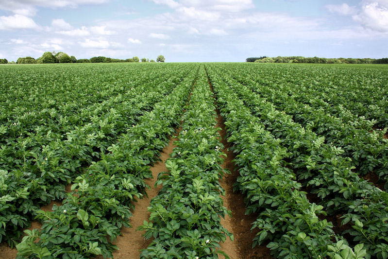 Le ministre de l’Agriculture, M. Abdesselam Chelghoum, à partir de Aïn Defla : «Le défi relatif à la production de la semence de pomme de terre doit être relevé».