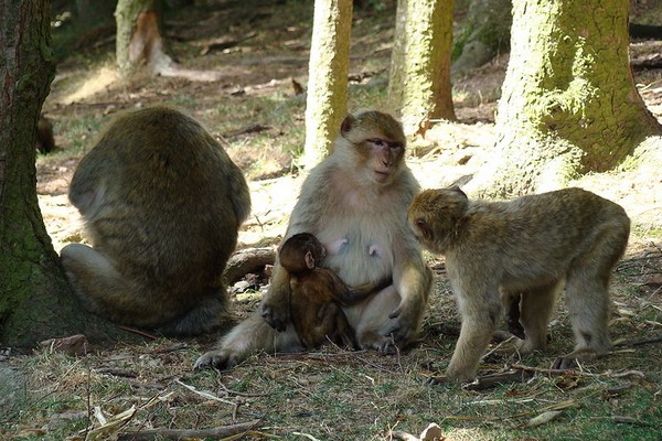 Vallée du Sahel – Poussés par la faim: Des singes investissent les villages