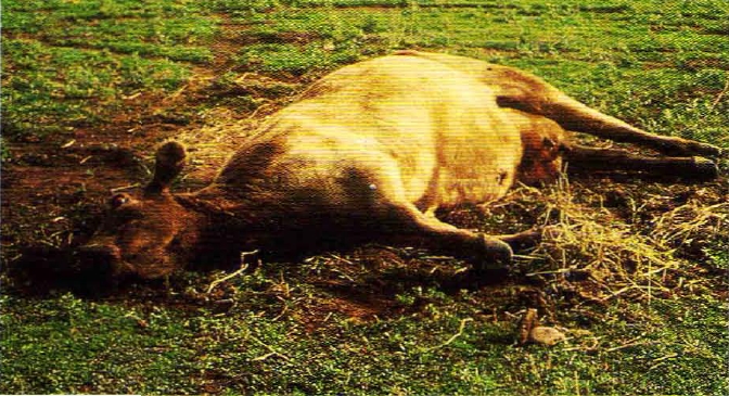 Une zoonose décime 5 bovins à Aghbalou