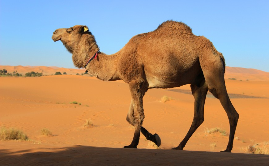 Après l&rsquo;épisode RHB, des vétérinaires et des éleveurs préviennent: L&rsquo;urine de dromadaire utilisée comme traitement contre le cancer