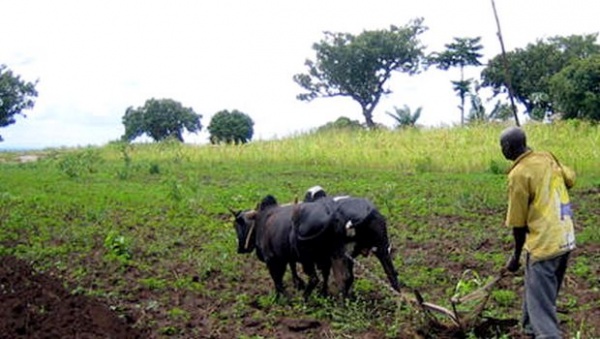 Afrique: la BAD a mobilisé plus de 5 milliards usd en 5 ans dans l&rsquo;agriculture
