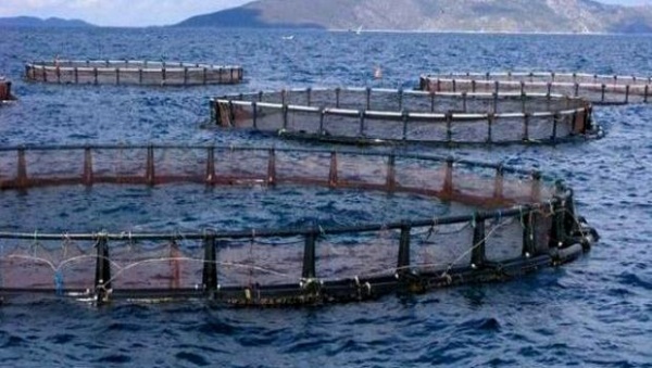 La ferme d’élevage de poisson d’eau douce du barrage Harraza (Aïn Defla) réceptionnée en 2017