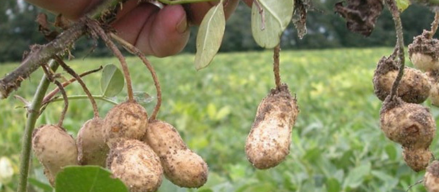 Culture d’arachides à El-Oued: Une récolte de plus de 50 000 q réalisée