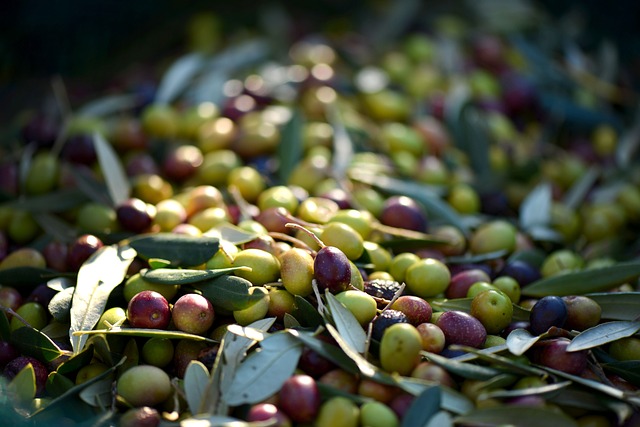 Boumerdes: La production previsionnelle d’olives en net recul.