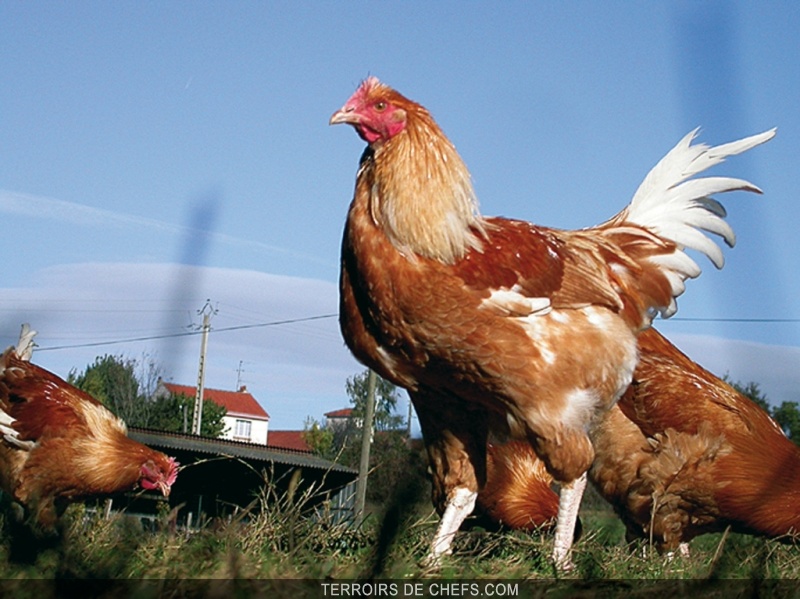 Flambée des prix de la volaille: L’Interprofessionnel de la filière s’explique