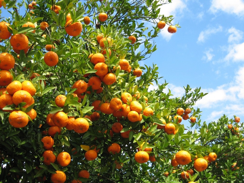 Mostaganem : Hausse sensible de la production agrumicole