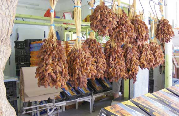 Ouargla: 1.049.891 quintaux de dattes récoltés à travers la wilaya.