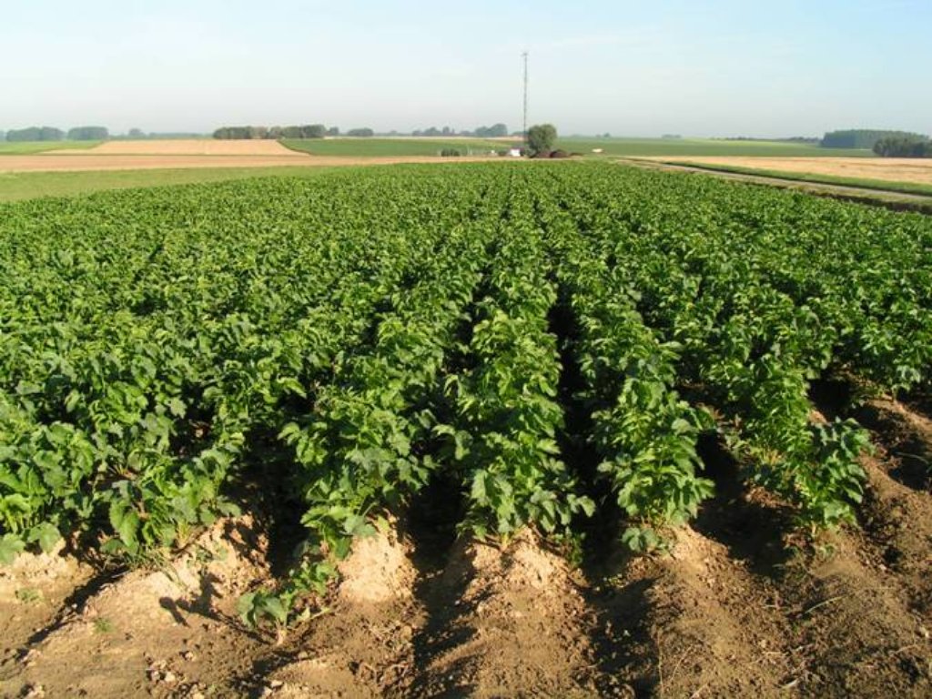 Création d’observateur des légumineuses dans les pays du Maghreb arabe