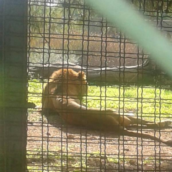 Le roi de la Jungle au temps de l&rsquo;austérité