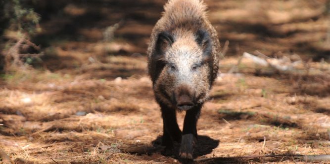 Tébessa: Les sangliers menacent la ville