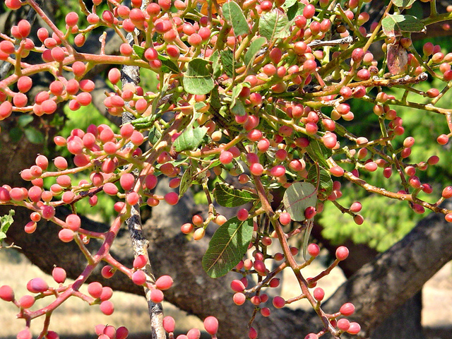 Extension de la culture du pistachier de l’Atlas au parc national de Djebel Aïssa.