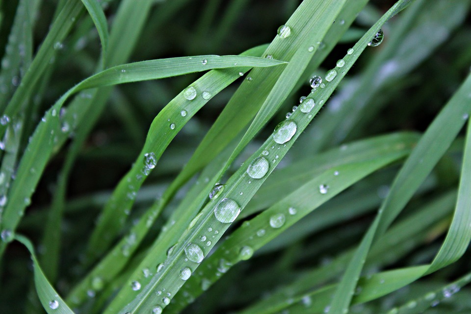 Précipitations à Tipasa Les 186,4 mm de novembre sauvent la saison agricole