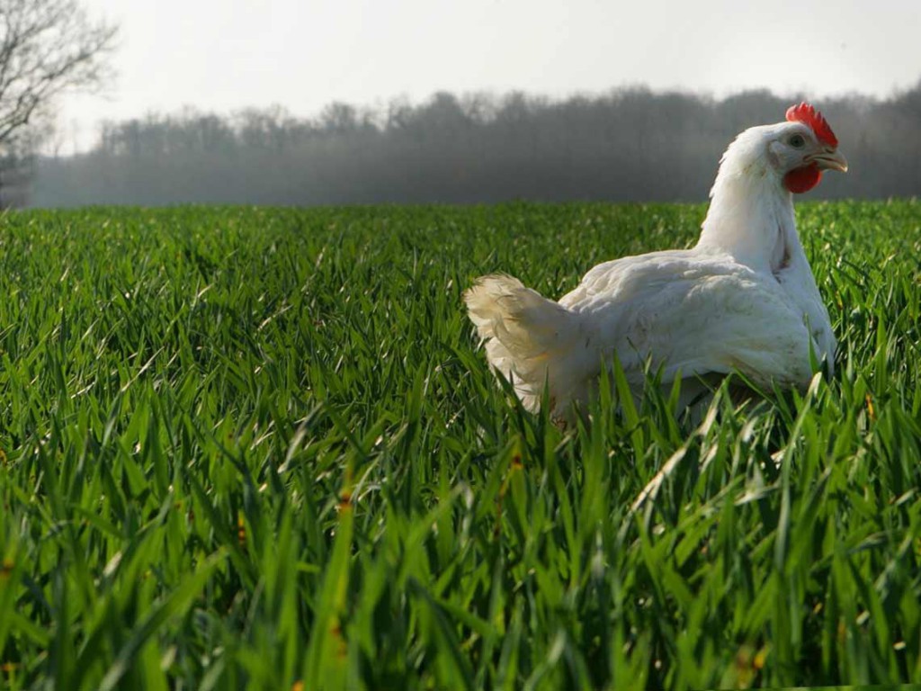 Son prix a atteint 450 DA le Kilogramme: Le poulet…s&rsquo;envole