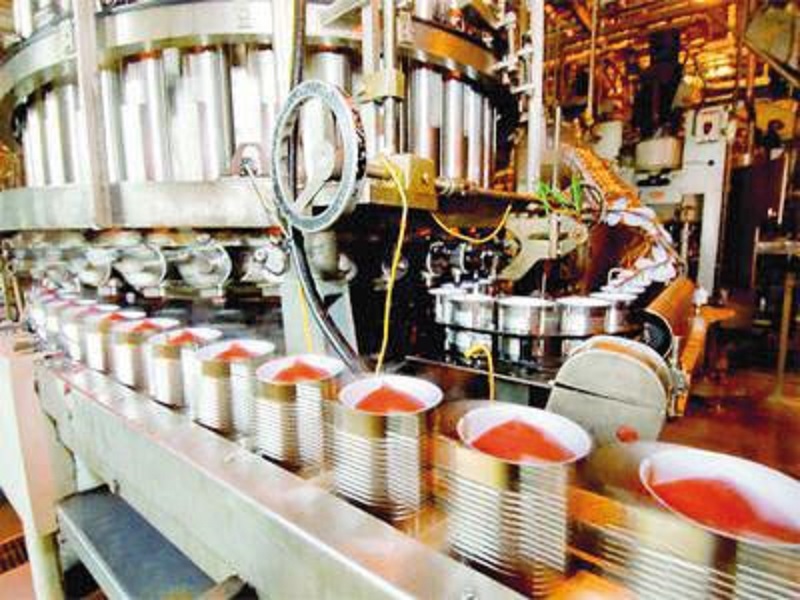 Chlef: La tomate industrielle au menu