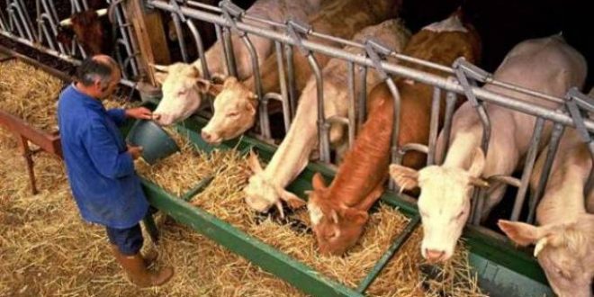 Le centre de formation professionnelle de la commune de Misserghine: Les éleveurs intéressés par la formation