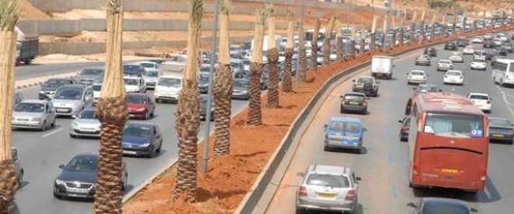 Alger: Près de 1000 palmiers morts remplacés sur l’autoroute Zeralda-Dar El Beida