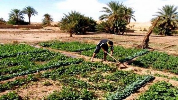 Bedoui appelle les jeunes à investir dans le secteur agricole