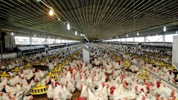 Le ministère de l&rsquo;Agriculture n&rsquo;a enregistré aucun cas de grippe aviaire et de Newcastle