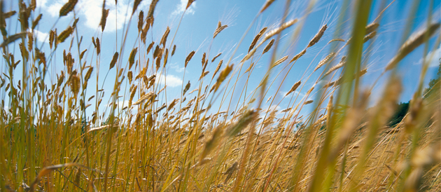 Nette hausse des prix des matières premières en 2016