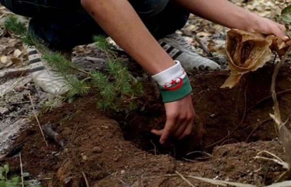 Plantation de plus de 3800 arbustes à Constantine en 2016