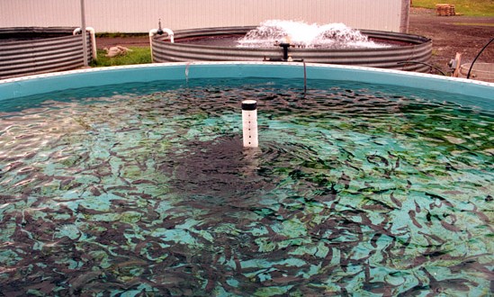 L’aquaculture à Chlef : Une nouvelle filière agricole aux perspectives prometteuses