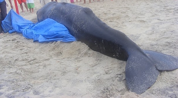 Mostaganem: Un cachalot s’échoue près du port commercial