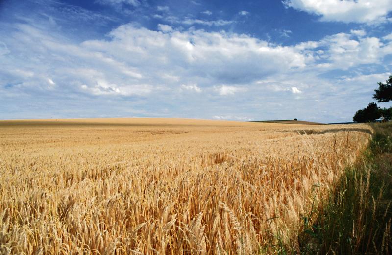 Mila : Une production céréalière de 2, 7 millions de quintaux en 2016