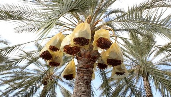 Tebboune à propos de l&rsquo;exportation de dattes: « Acceptables mais insuffisants »