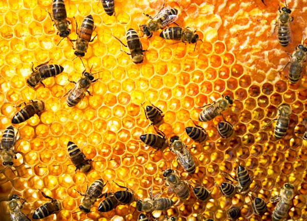 La Chambre d’Agriculture donne son aval Création en vue d’une Maison du miel