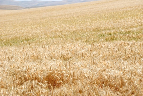 Khenchela: Le désert de Babar transformé en un immense champ de céréales.