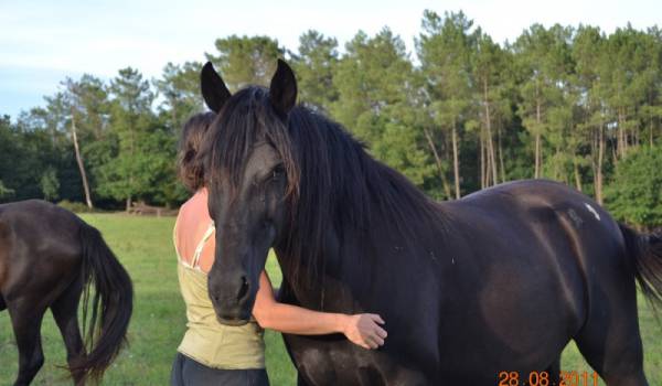 L&rsquo;âne berbère et le cheval dit « arabe » !