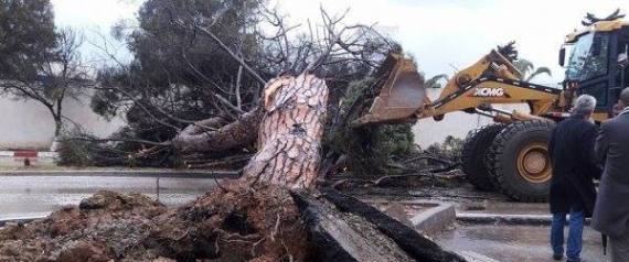 Un pin s&rsquo;écroule samedi matin à Ben Aknoun sans faire de victimes.