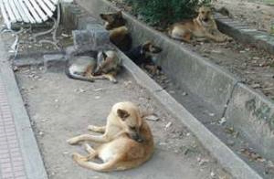 Relizane: Inquiétante prolifération