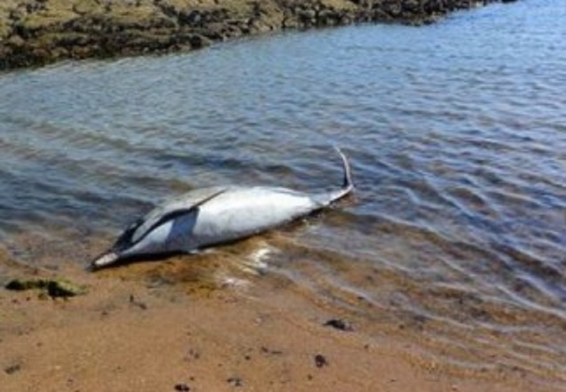 Mostaganem: Découverte d’un dauphin échoué à Salamandre